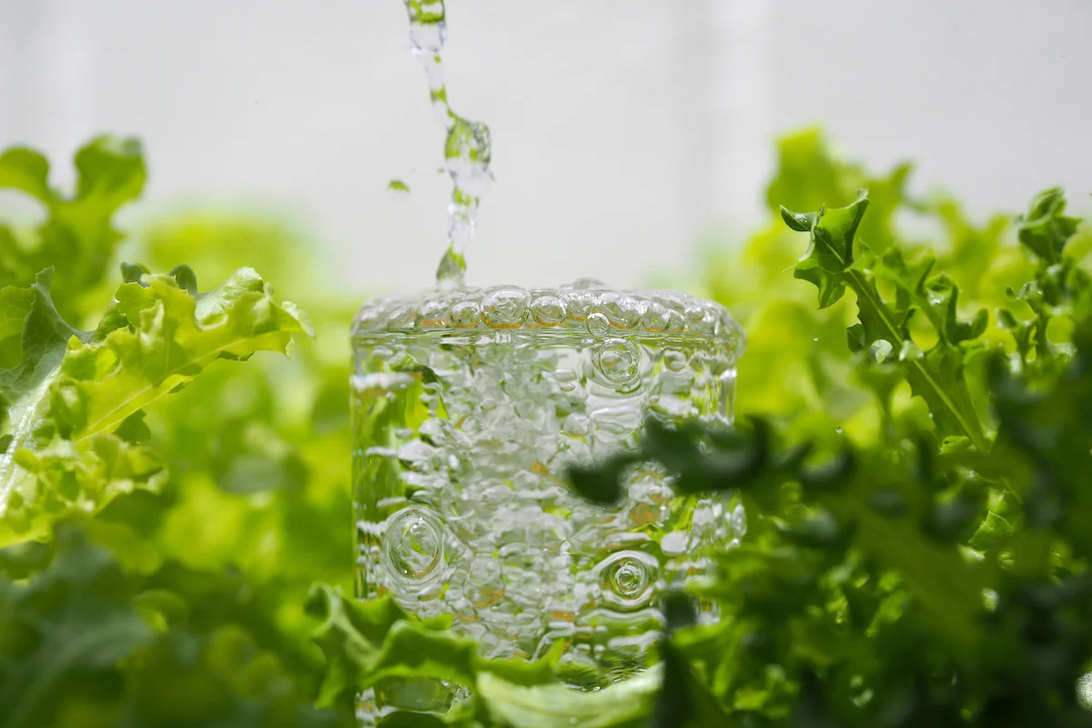 Quelle est la meilleure eau pour arroser les plantes d'intérieur ?
